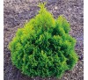 Туя западная Мики (Miky) С2,5